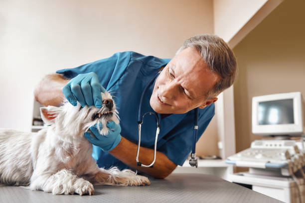 Best Emergency Root Canal Treatment in Mercer Island, WA